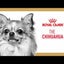 Royal Canin Dog Food Chihuahua