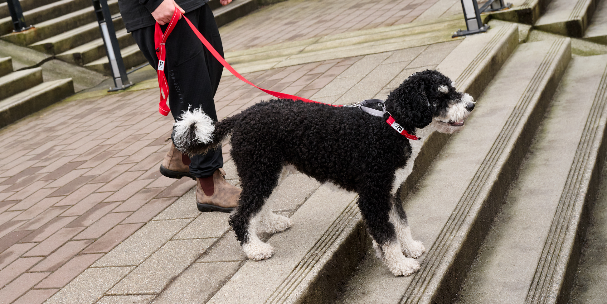 Rc Dog Web Training Clip Primary Black  Dog Collars  | PetMax Canada