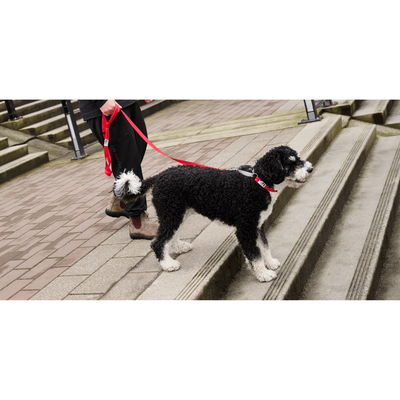Rc Dog Web Training Clip Primary Black - X-Small: 3/4" X 9" X 11" - Dog Collars - RC Pets - PetMax Canada