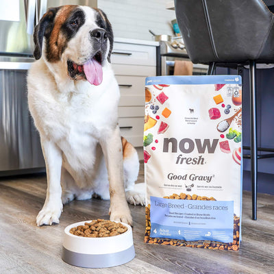 Now Fresh Good Gravy Beef Coated in Bone Broth for Large Breed Adult Dogs - Saint Bernard with a bowl of Good Gravy kibble beside the bag - PetMax Canada