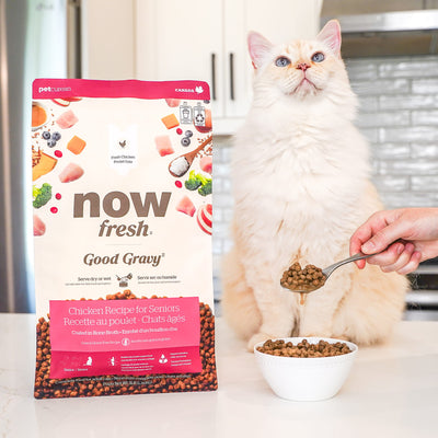 Now Fresh Good Gravy Chicken Coated in Bone Broth for Senior Cats - Senior cat beside the bag with a spoon of gravy-soaked kibble - PetMax Canada