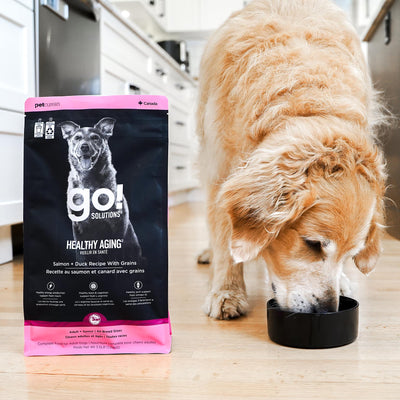 Go! Solutions Healthy Aging Salmon + Duck Recipe With Grains Dry Dog Food - Senior Golden Retriever eating beside the 1.59kg bag - PetMax Canada