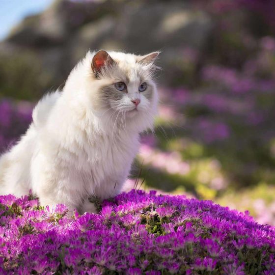 Feline enjoying Nutrience cat food among flowers, showcasing Nutrience collection of premium cat food products