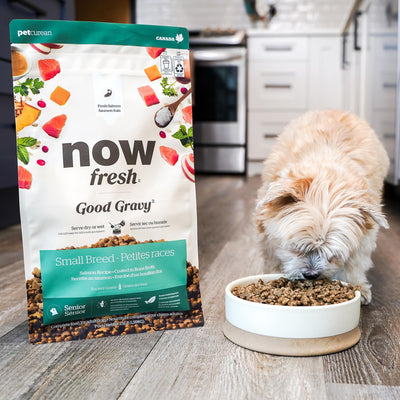Now Fresh Good Gravy Salmon Coated in Bone Broth for Small Breed Senior Dogs - Small breed dog eating beside the 1.59kg bag - PetMax Canada