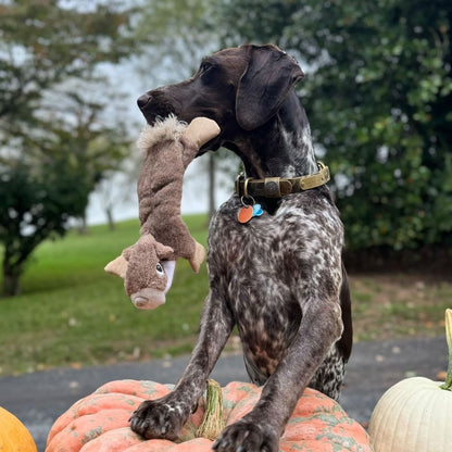 Tall Tails Plush Stuffless Squirrel With Squeaker, Crinkle, & Rope Dog Toy