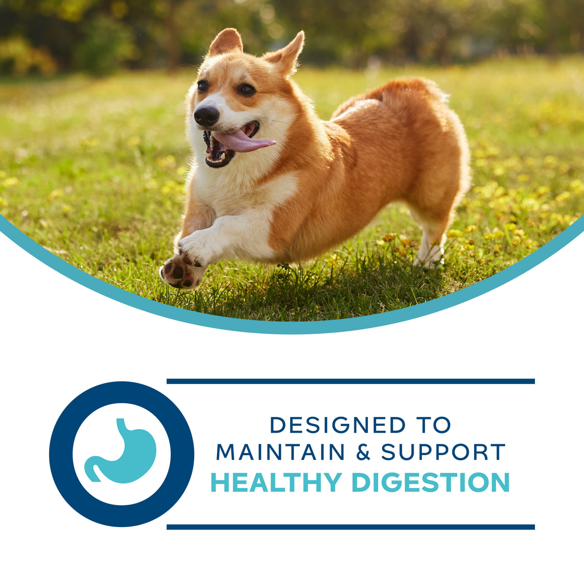 Fromm Nutritionals Digestive Support Low Fat Pâté Canned Dog Food - Designed to maintain and support healthy digestion - PetMax Canada