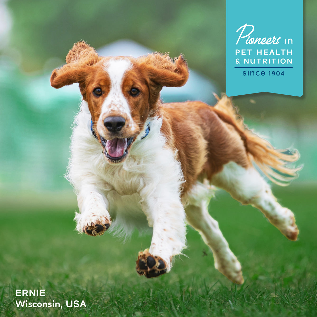 Fromm Nutritionals Digestive Support Low Fat Pâté Canned Dog Food - Fromm pioneers in pet health and nutrition since 1904 - PetMax Canada