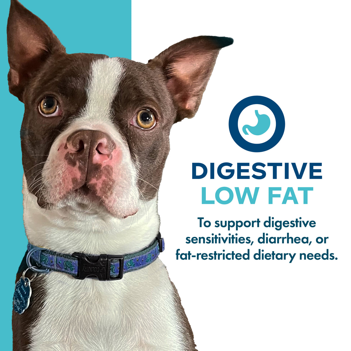 Fromm Nutritionals Digestive Support Low Fat Pâté Canned Dog Food - Supports digestive sensitivities and fat-restricted diets - PetMax Canada