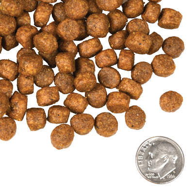 Fromm Four Star Canine Beef Frittata