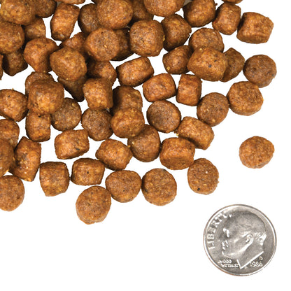Fromm Four Star Canine Beef Frittata