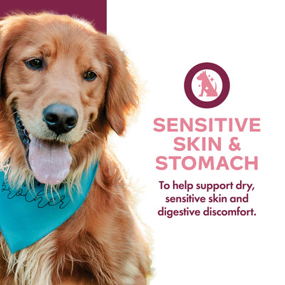 Fromm Nutritionals Sensitive Skin & Stomach Pâté Canned Dog Food - Canned Dog Food - Fromm - PetMax Canada