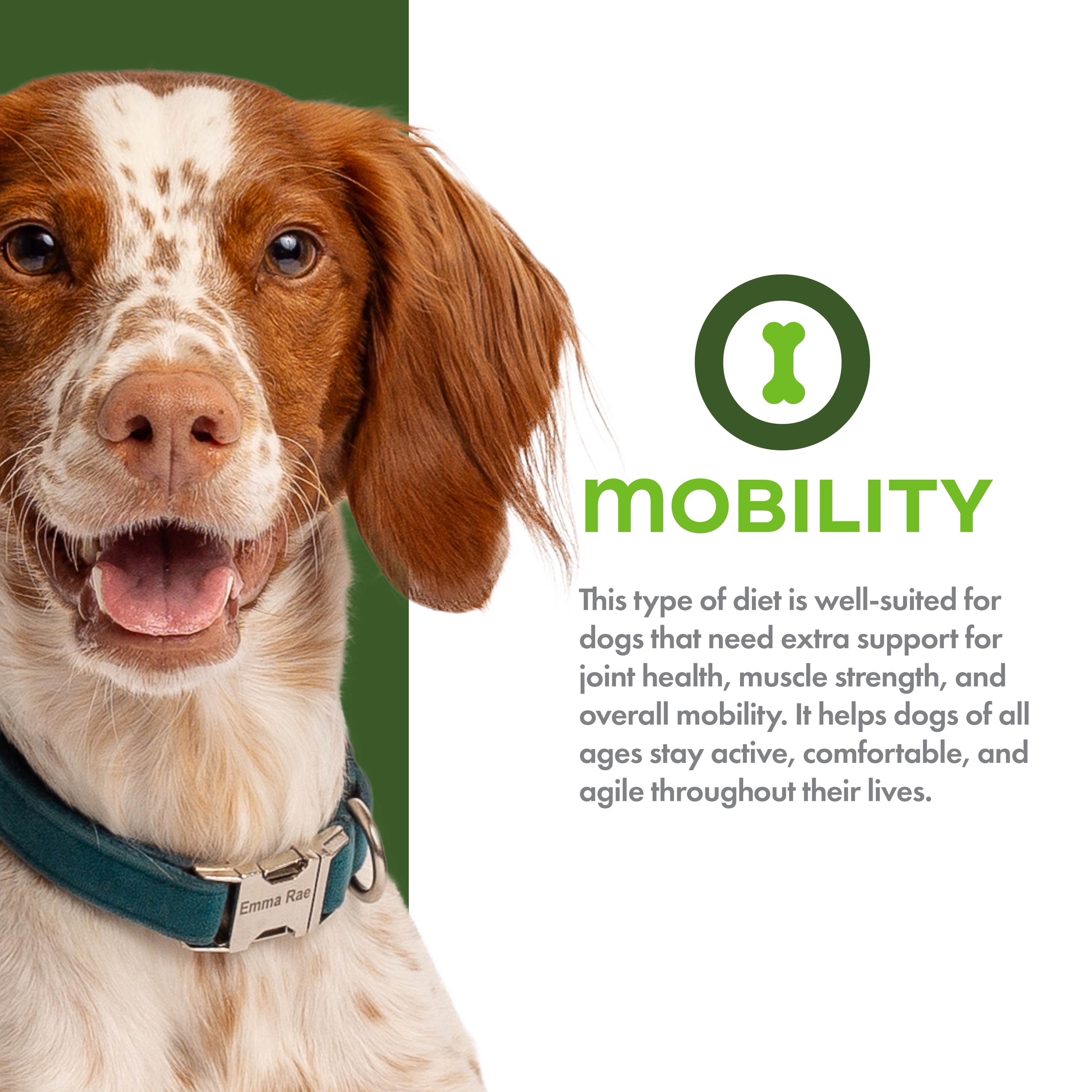 Fromm Nutritionals Mobility Chicken & Whole Oats Dry Dog Food - Dog Food - Fromm - PetMax Canada