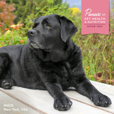 Fromm Nutritionals Sensitive Skin & Stomach Pâté Canned Dog Food - Canned Dog Food - Fromm - PetMax Canada