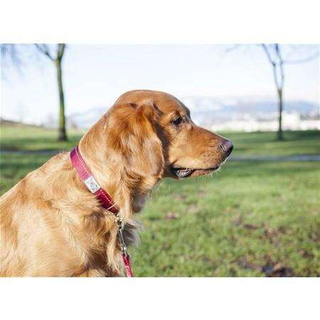 RC Dog Adjustable Collar Primary Charcoal  Dog Collars  | PetMax Canada