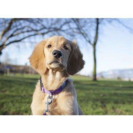 RC Dog Adjustable Collar Primary Charcoal  Dog Collars  | PetMax Canada