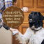 Zignature Pork Formula Soft Moist Treats for Dogs - 113g - Dog Treats - Zignature Pet Food - PetMax Canada