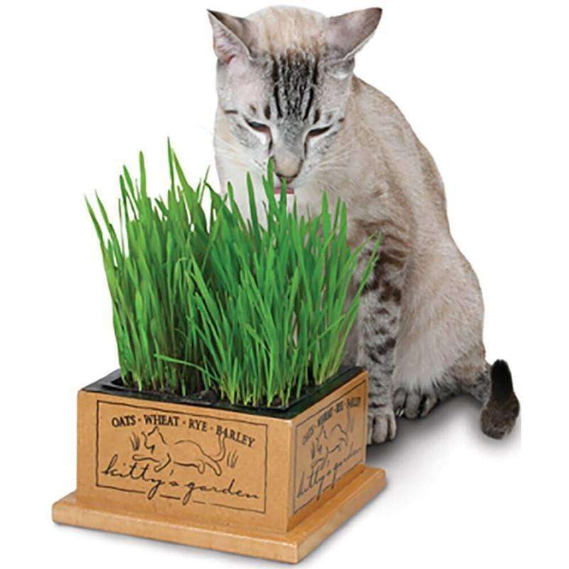 Smart Cat Kittys Garden  Cat Treats  | PetMax Canada