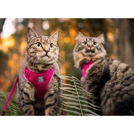 RC Kitty Adventure Harness Raspberry  Cat Harness  | PetMax Canada