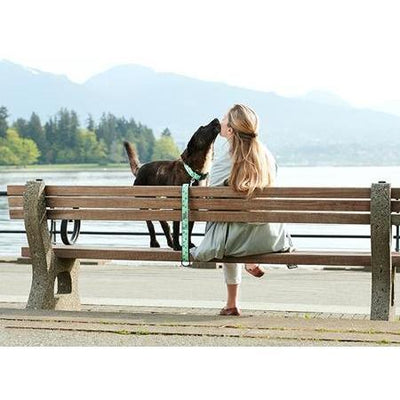 RC Dog Collar Lemonade Wide - 1.5" x 12 - 20" - Dog Collars - RC Pet Products - PetMax Canada