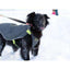RC Dog Nimbus Puffer Plum Purple & Grey  Puffer Jackets  | PetMax Canada