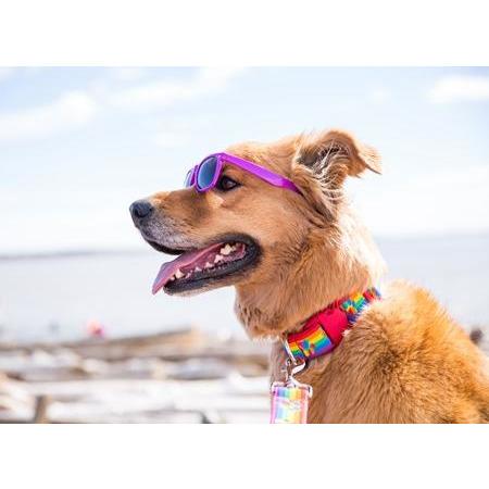 RC Dog Collar Lemonade Wide  Dog Collars  | PetMax Canada