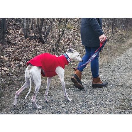 RC Dog Collar Lemonade Wide  Dog Collars  | PetMax Canada