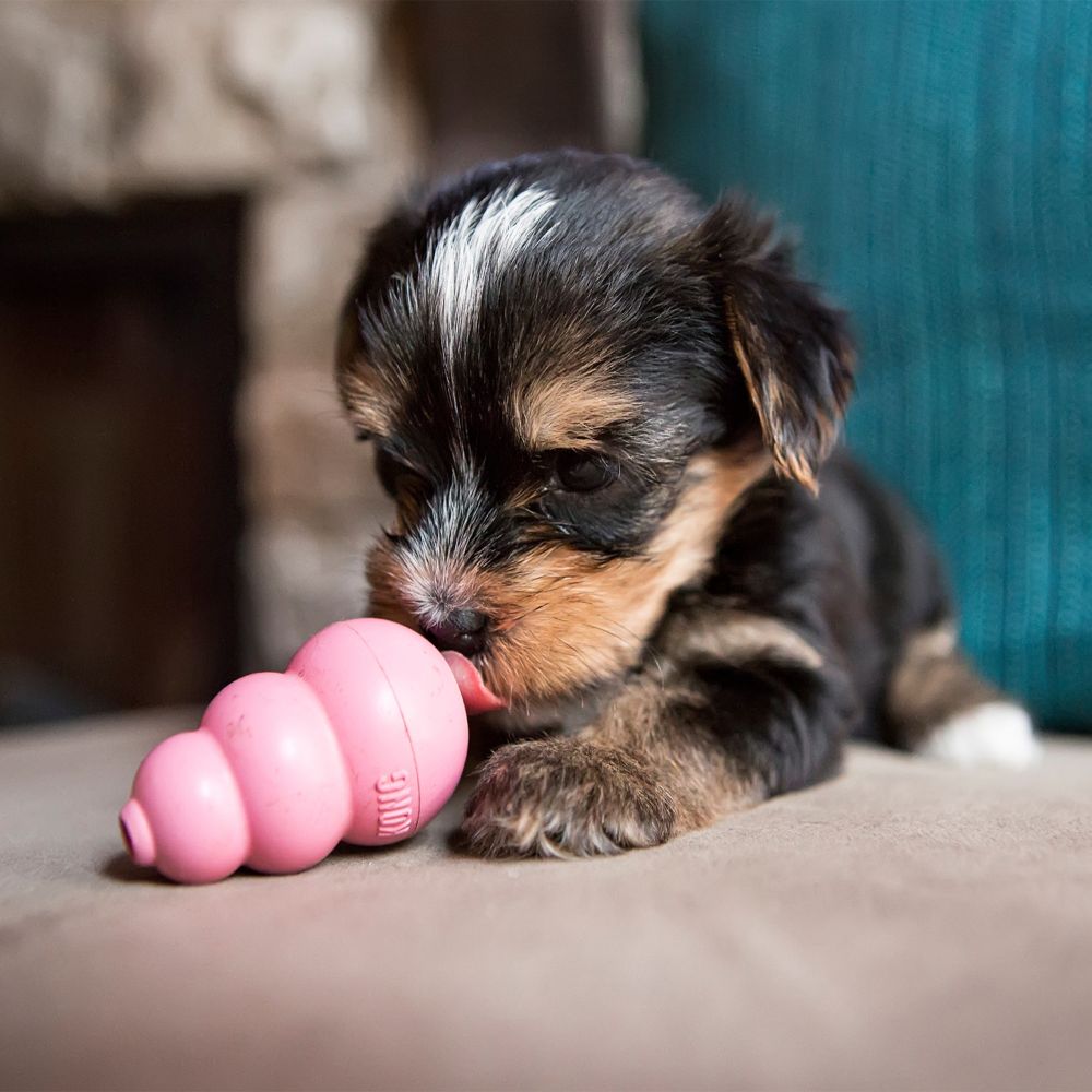 Kong Puppy  Dog Toys  | PetMax Canada