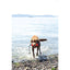 Chuck It Amphibious Bumper  Dog Toys  | PetMax Canada