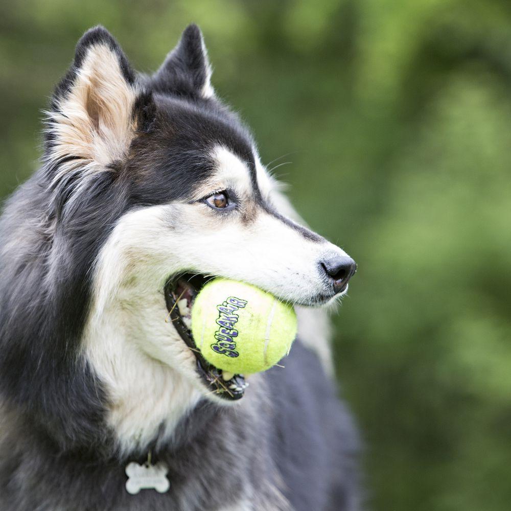 Air Kong Squeaker Tennis Ball  Dog Toys  | PetMax Canada