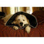 Comfy Cone E-Collar for Dogs & Cats, Black  Dog Collars  | PetMax Canada