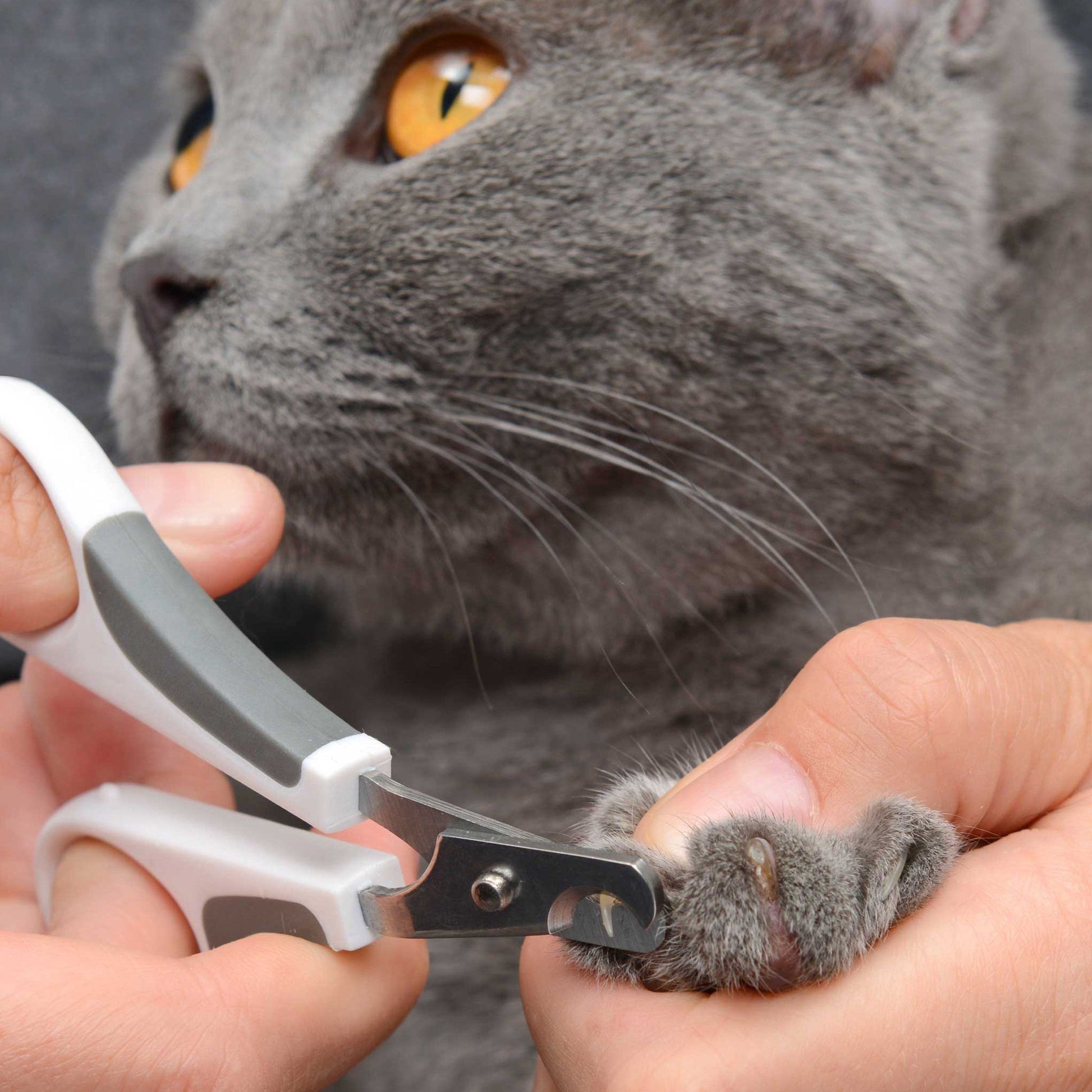 Catit Grooming Kit Short Hair  Cat Grooming  | PetMax Canada