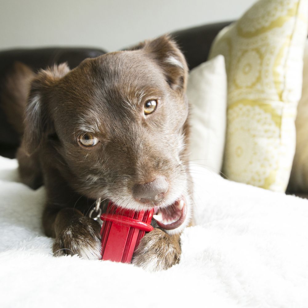 Kong Dental Stick  Dog Toys  | PetMax Canada
