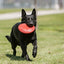 Kong Flyer Frisbee  Dog Toys  | PetMax Canada
