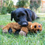 Kong Dog Toy Low Stuff Flopzie Beaver  Dog Toys  | PetMax Canada