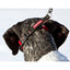 EZYDog Checkmate Dog Collar Red  Dog Collars  | PetMax Canada