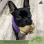 Red Barn Chew-A-Bulls Horned Toad Dog Treats  Natural Chews  | PetMax Canada