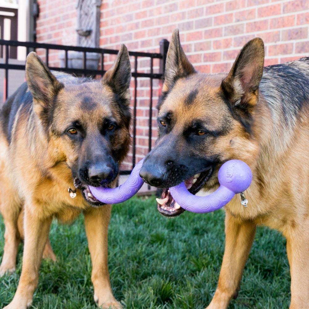 Kong Ogee Stick Assorted Dog Toy - Medium - Dog Toys - Kong - PetMax Canada
