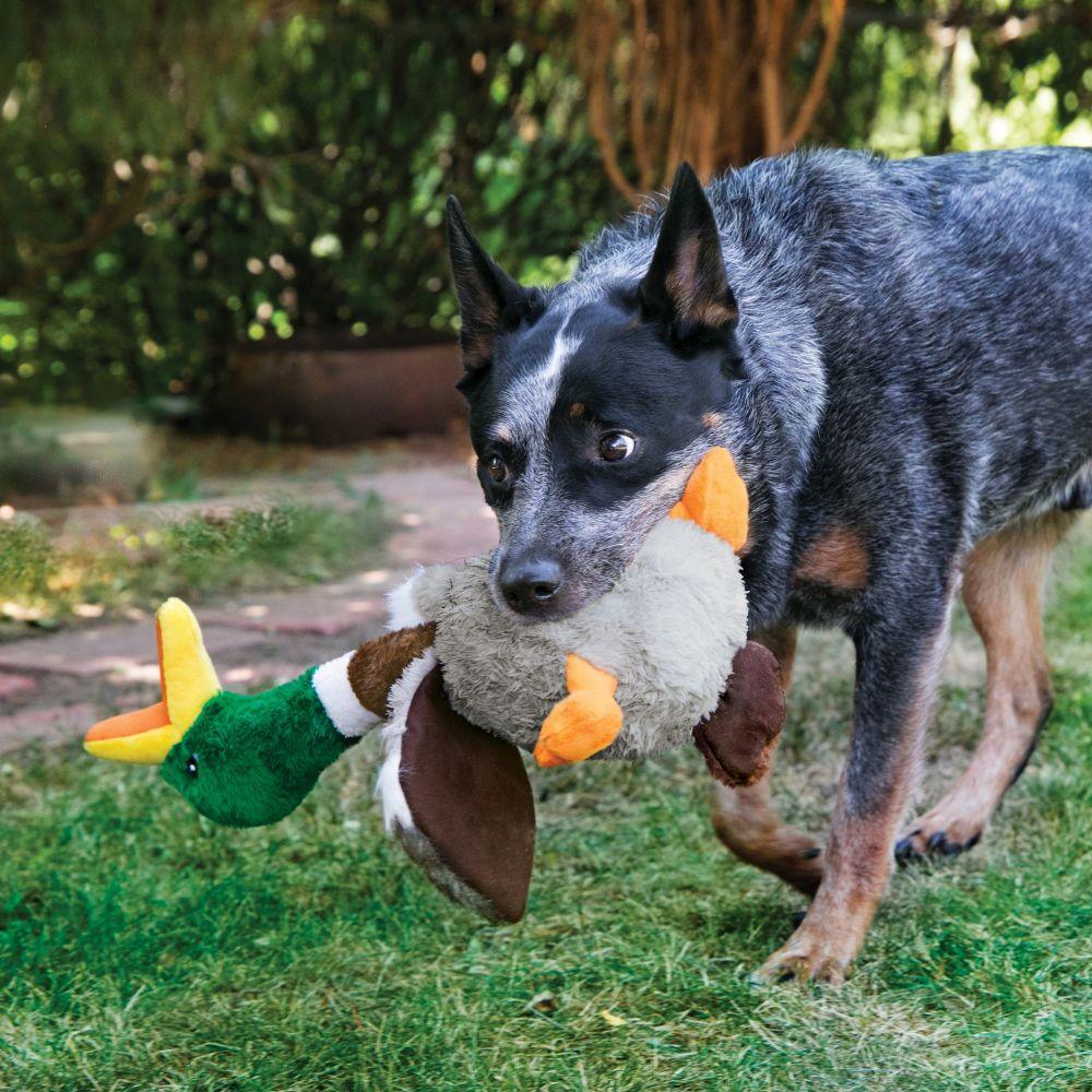 Kong Shakers Honkers Duck Dog Toy  Dog Toys  | PetMax Canada