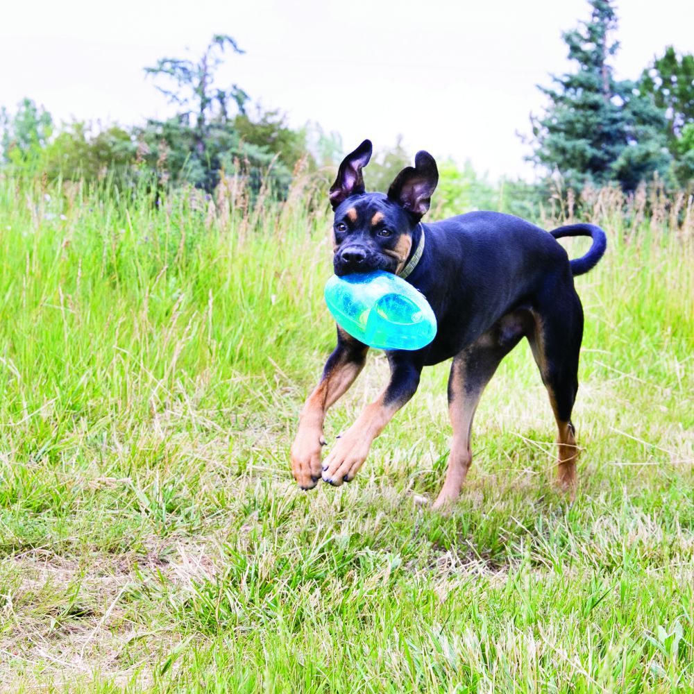 Kong Dog Jumbler Football  Dog Toys  | PetMax Canada