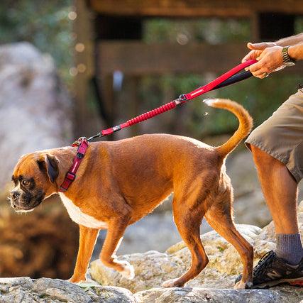 EZYDog Zero Shock Dog Leash Black  Leashes  | PetMax Canada