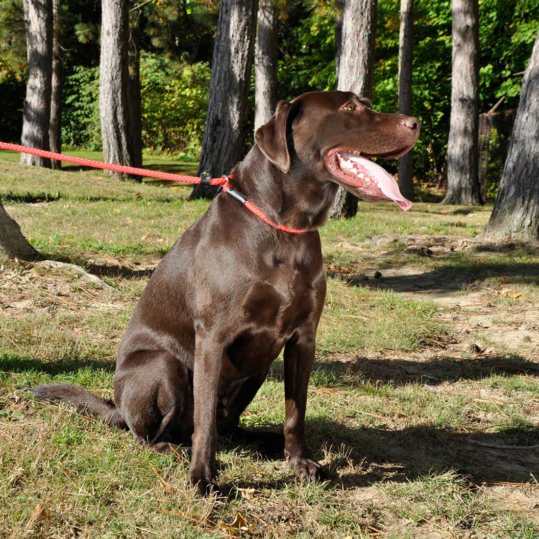 Coastal Rope Slip Lead For Dogs  Leashes  | PetMax Canada