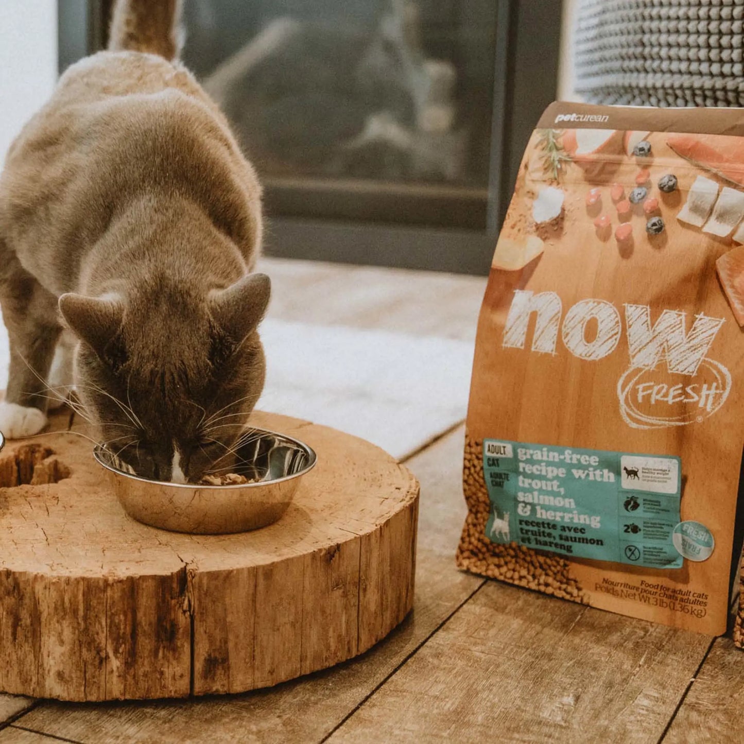 Now Fresh Grain Free Fish Recipe With Trout, Salmon, & Herring for Adult Cats  Cat Food  | PetMax Canada