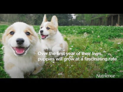 Nutrience Infusion Healthy Puppy Poulet