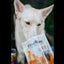 FirstMate Grain Friendly High Performance For Active Dogs & Puppies