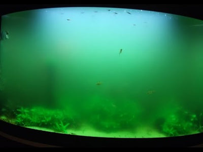 Fluval Betta Premium Aquarium Kit