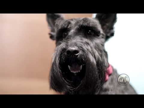 Gâterie pour chien au rouleau de joues de bœuf Red Barn Naturals