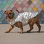 GF Pet Reversible Raincoat Neon Aqua For Dogs  Coats  | PetMax Canada