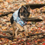 GF Pet Reversible Raincoat Navy For Dogs  Coats  | PetMax Canada