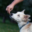 Kong Kitchen Light & Crispy Field & Stream Dog Treats  Dog Treats  | PetMax Canada