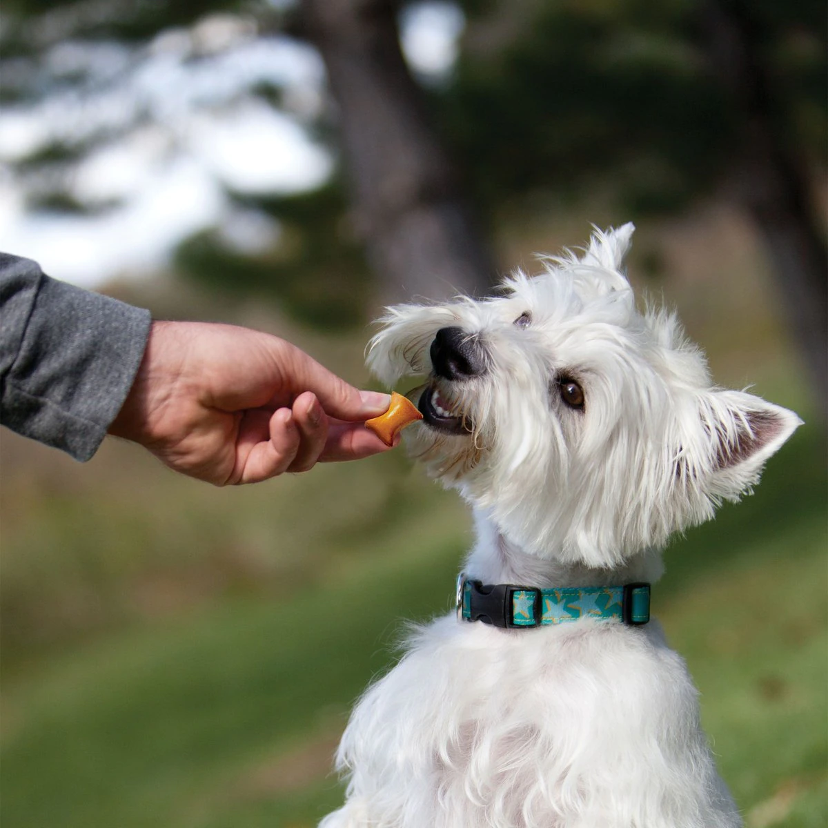 KONG Kitchen Creamy Peanut Butter & Pretzel Dog Treats  Dog Treats  | PetMax Canada